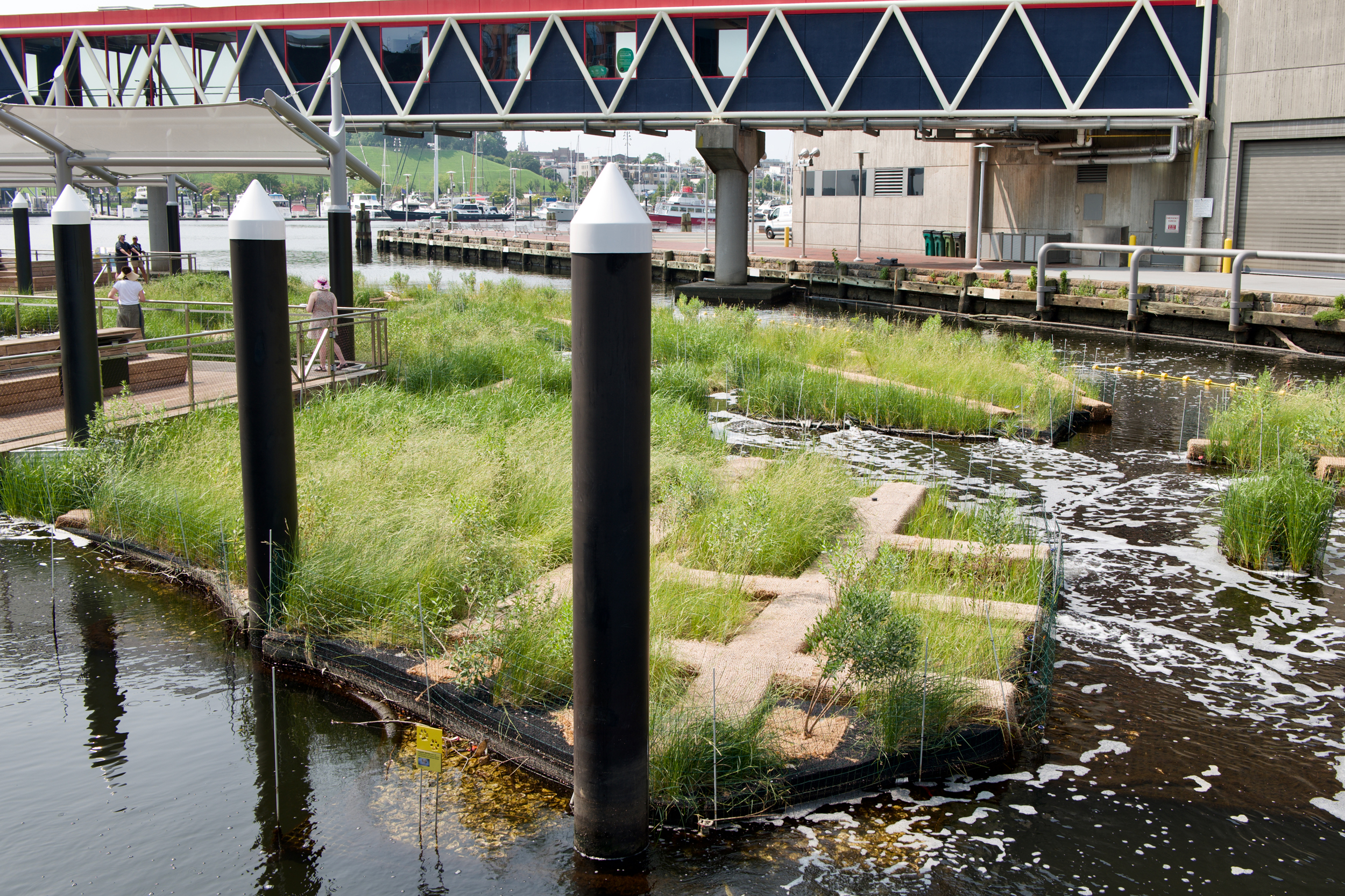 A view of the floating wetlands exhibition at the National Aquarium in downtown Baltimore. The $14 million project seeks to improve water quality in and around the Inner Harbor by removing excess nutrients and promoting biodiversity. Credit: Aman Azhar/Inside Climate News