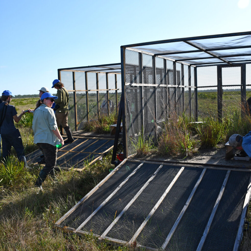 A team of conservationists inspect the temporary homes of 10 Florida grasshopper sparrows after the birds were released back into the state’s central prairie. Credit: Florida Fish and Wildlife Conservation Commission