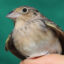 An endangered Florida grasshopper sparrow prior to being released back into the wild. Credit: Karen Parker/Florida Fish and Wildlife Conservation Commission