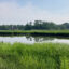 A view of the marshes of Udall’s Cove Park and Preserve in Little Neck, Queens. Credit: Lauren Dalban/Inside Climate News